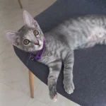 Adopte un gato y se esconde