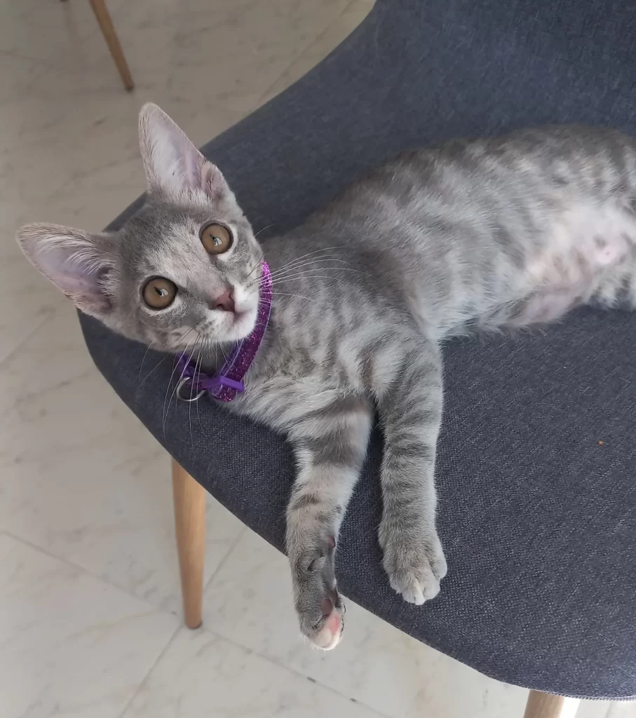 Adopte un gato y se esconde