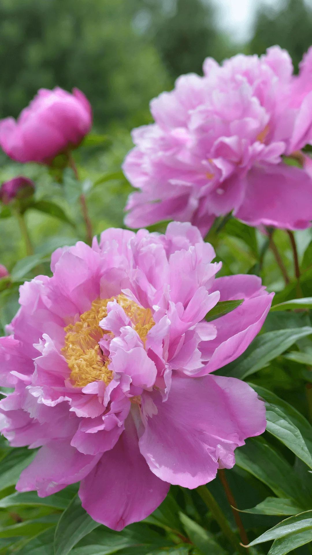 fondo de pantalla de flores