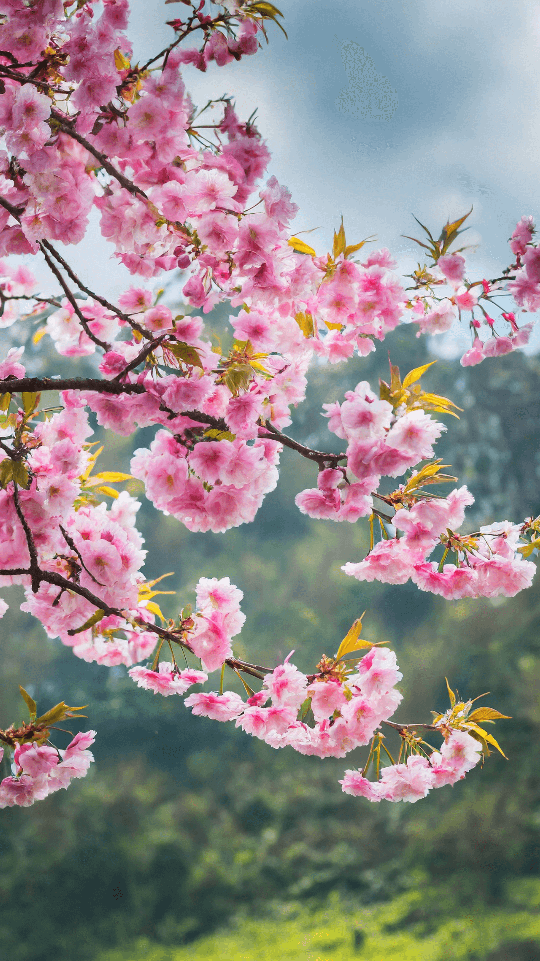 fondos de pantalla flores hermosas gratis