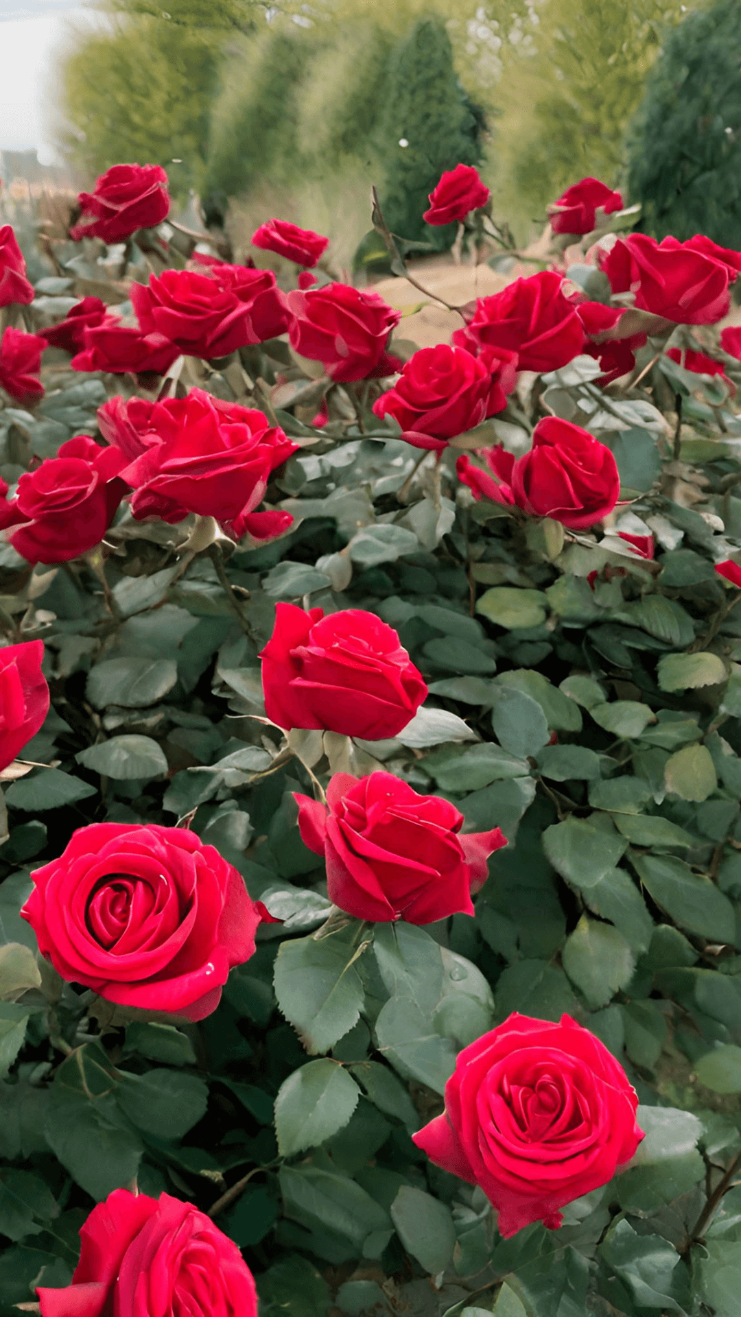 fondos de pantalla flores